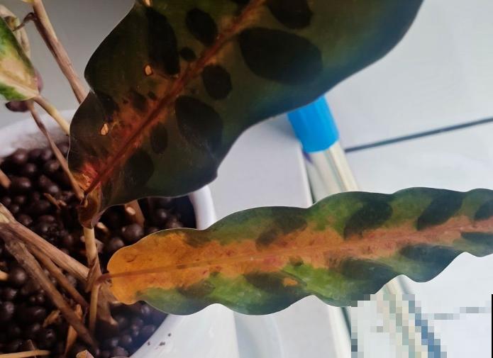 家里养盆波浪竹芋,高端大气,注意这4点轻松养殖 家里养盆波浪竹芋,高端大气,注意这4点轻松养殖