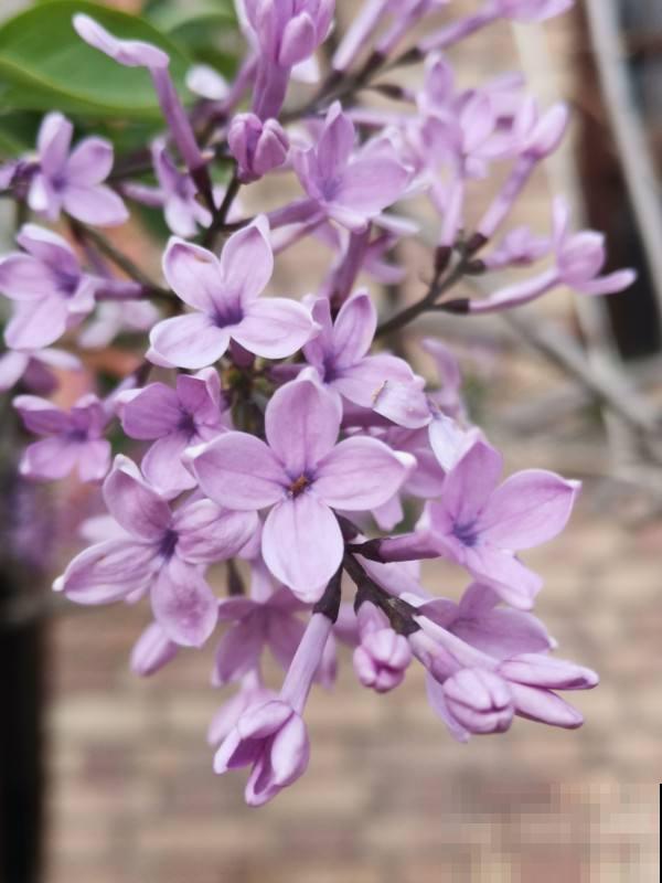 5种著名的“香水花”,满屋子都是香味,真是“活香水” 5种著名的“香水花”,满屋子都是香味,真是“活香水”