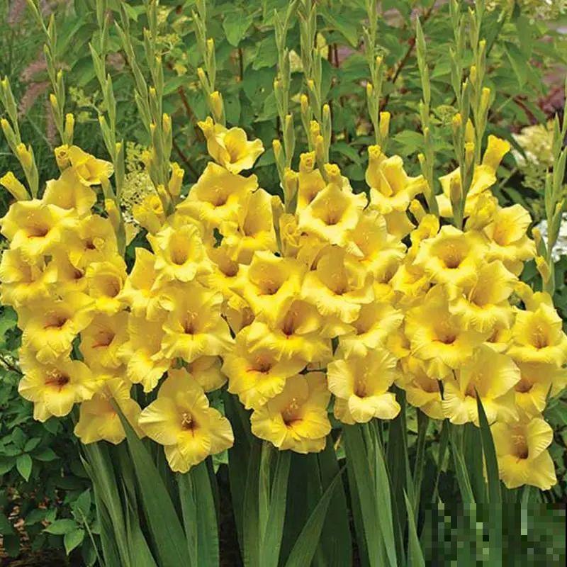 土里埋个“球”,呼呼长出1米花箭,花期长达上百天 土里埋个“球”,呼呼长出1米花箭,花期长达上百天