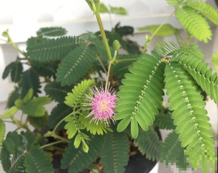 花卉界的“害羞小姐姐”,想要它开花不难,关键注意5要点 花卉界的“害羞小姐姐”,想要它开花不难,关键注意5要点