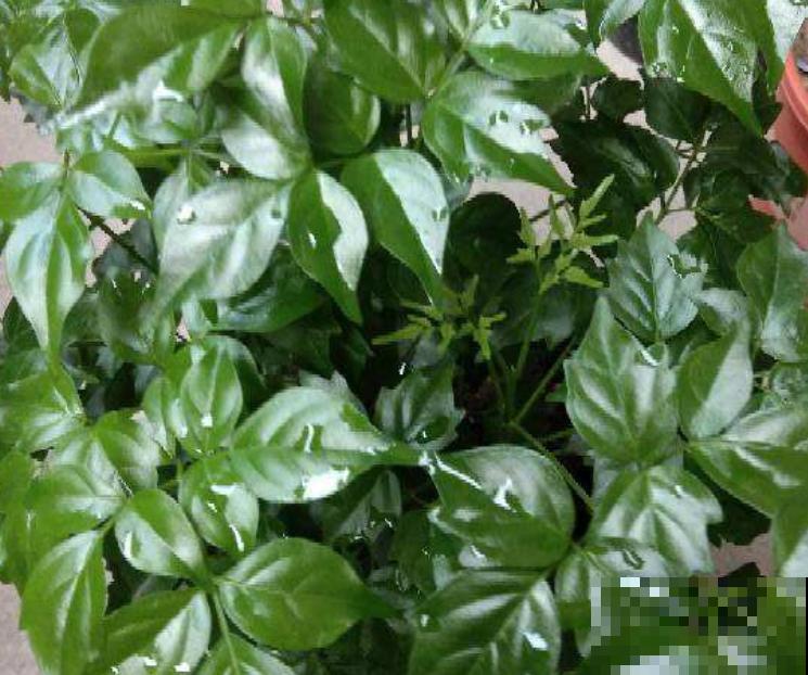 幸福树总掉叶,记住养护3步骤,轻轻松松养好 幸福树总掉叶,记住养护3步骤,轻轻松松养好