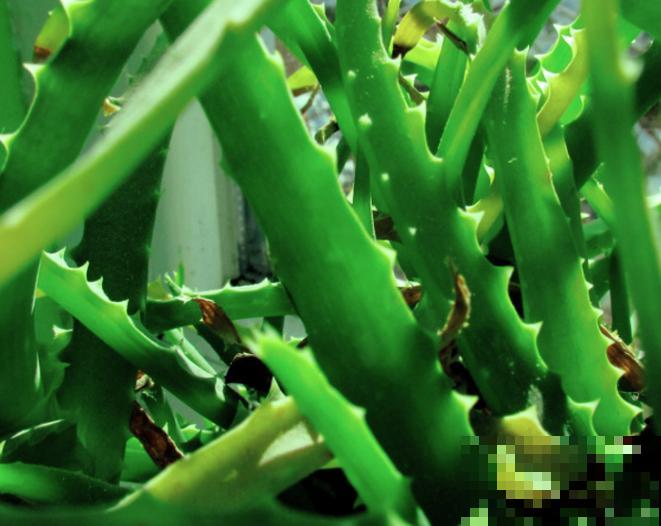 芦荟掰个芽,插水里7天生根,操作简单长得超快 芦荟掰个芽,插水里7天生根,操作简单长得超快