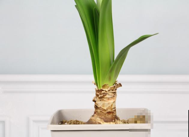 朱顶红种球变小，不要着急扔掉，学会这4步来年还能再开花