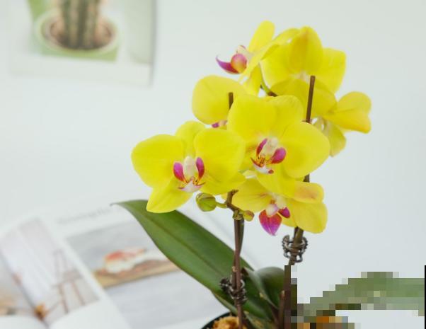 蝴蝶兰的叶子软了,主要和这3点有关,及时处理还有救 蝴蝶兰的叶子软了,主要和这3点有关,及时处理还有救