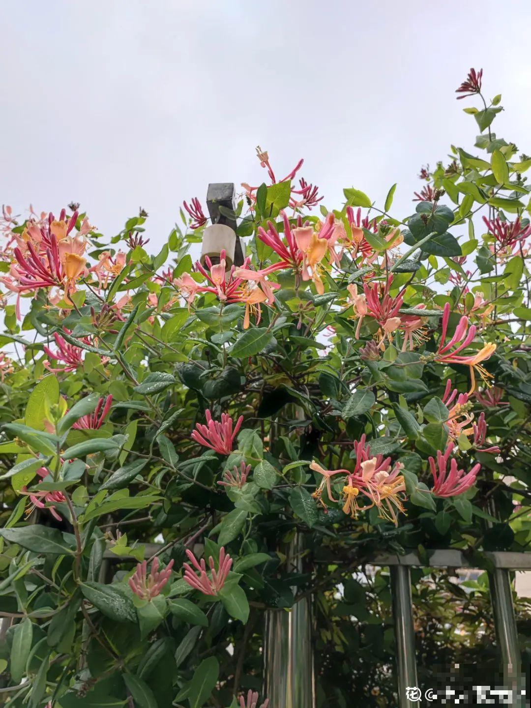 家里养盆新型品种金银花，下个月开出三色花瀑布，满院子飘香