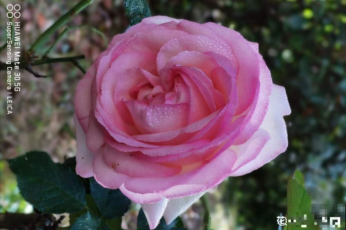 初春就养4种“转运花”,开花后美得不像话,养人又旺家 初春就养4种“转运花”,开花后美得不像话,养人又旺家