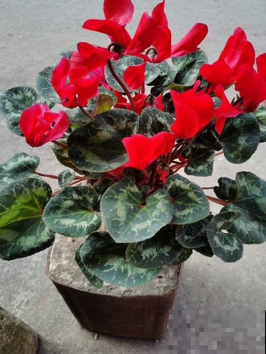 年宵花里的“冤大头”，年年买，年年养死，真是浪费钱