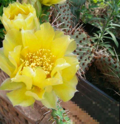 因为一盆仙人掌，让我和亲戚的关系决裂，错却不在我