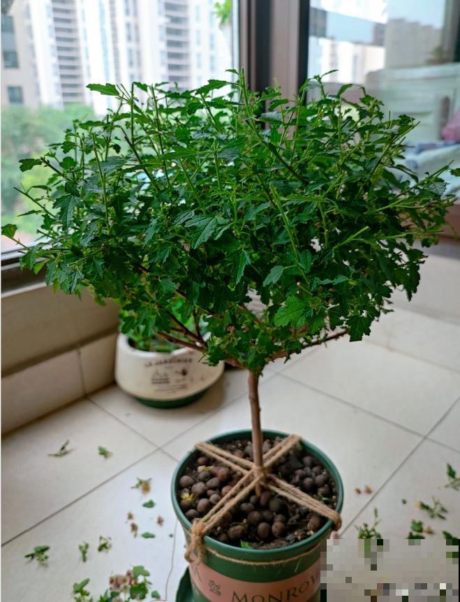 花量大的小木槿,一次性开花上千朵,开成粉色小花树! 花量大的小木槿,一次性开花上千朵,开成粉色小花树!