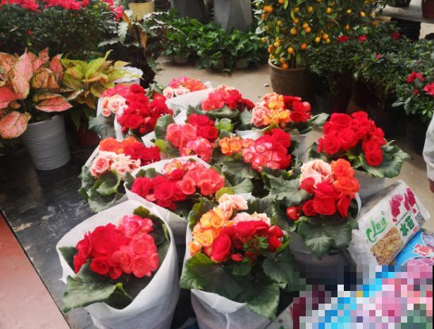 家里养盆“富贵花”，开花多得不见叶，还有吉祥富贵好兆头