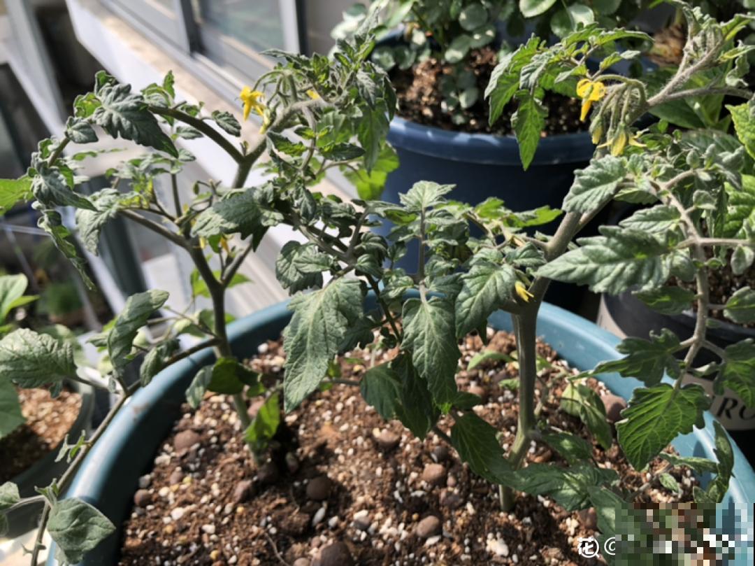 家里养盆圣女果,酸甜可口随意吃,新手也能养爆盆! 家里养盆圣女果,酸甜可口随意吃,新手也能养爆盆!