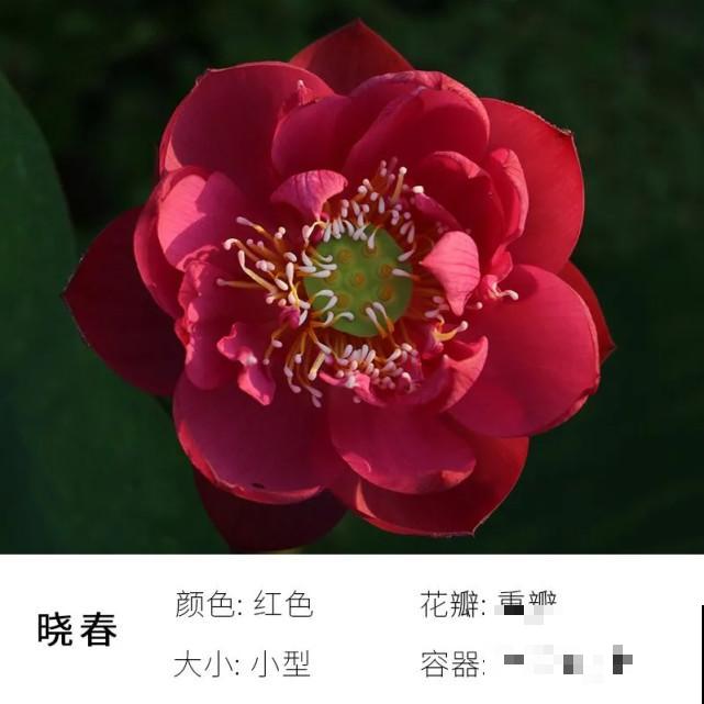 碗里就能种的荷花，1节藕种土里，初夏就开花
