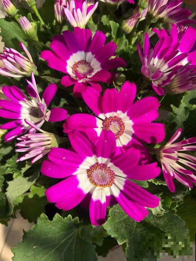 春天种菊花，种类多的数不清，随便浇水就爆盆