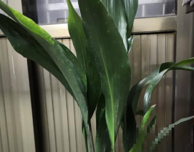 一叶兰不长新叶，和这4点有关，处理好新叶呼呼长