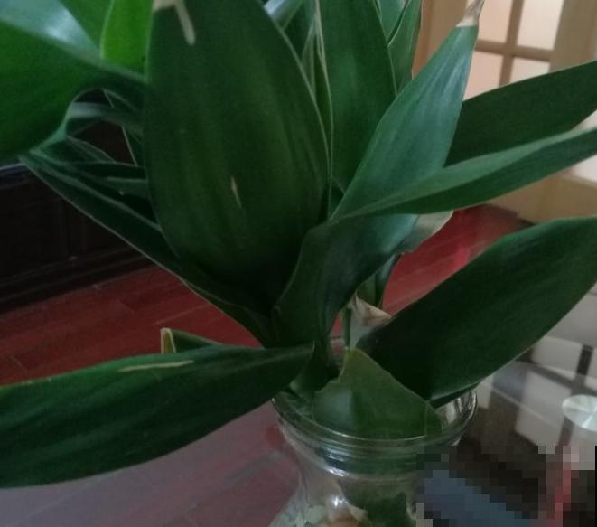 吉祥平安的观音竹，插水里呼呼长叶，还有健康好兆头