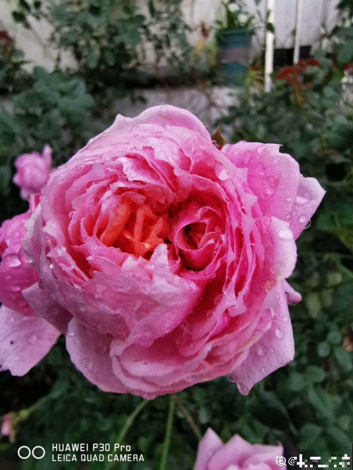 月季里的“开花机器”,养一棵就能打造花园,满院子香味 月季里的“开花机器”,养一棵就能打造花园,满院子香味