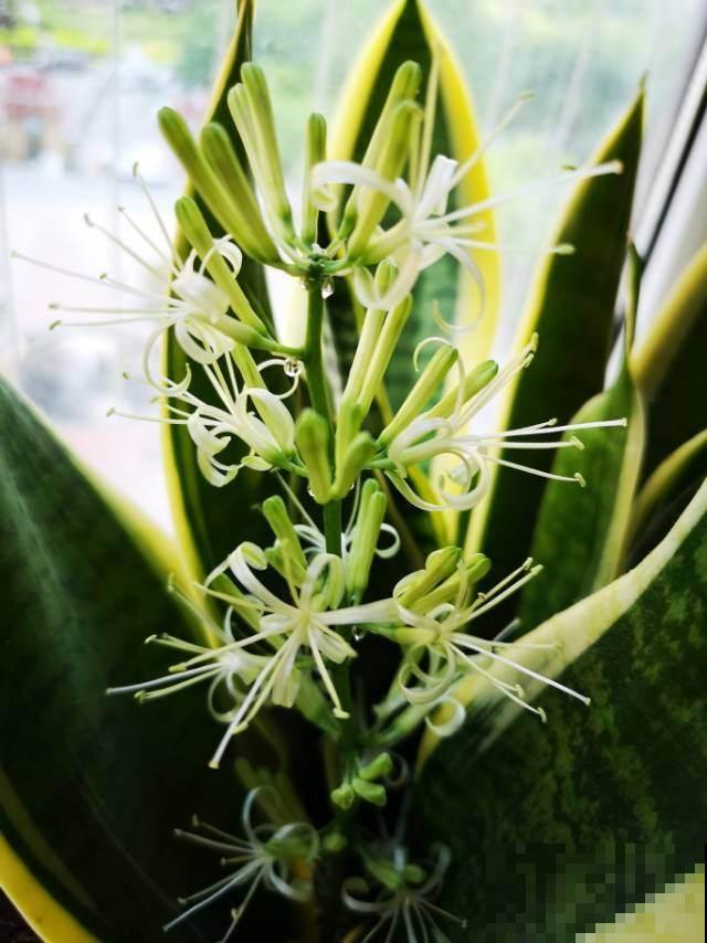 冬天“病菌”就怕5种花,家里养一盆,老人小孩少生病 冬天“病菌”就怕5种花,家里养一盆,老人小孩少生病