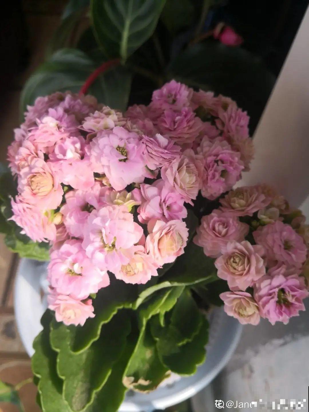 年宵花提前开败,扫兴还“不吉利”,学1招,才能延长花期! 年宵花提前开败,扫兴还“不吉利”,学1招,才能延长花期!