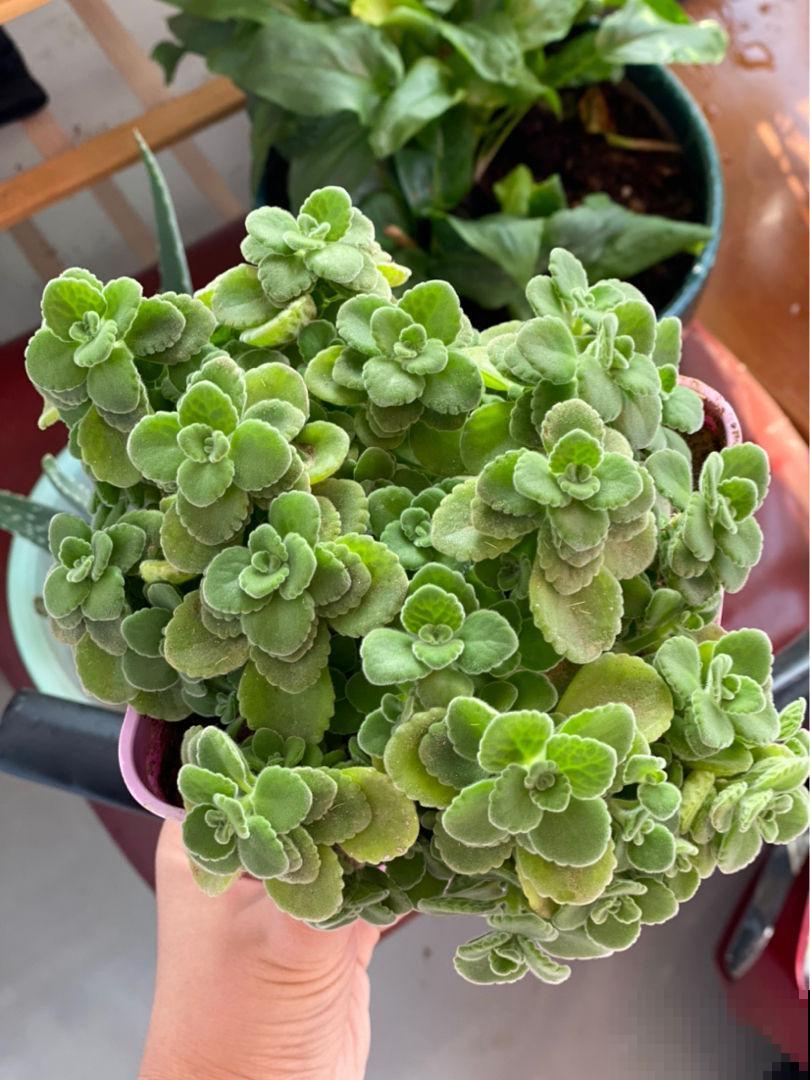 卧室适合养的3种花，空气清新又健康，更有助于睡眠