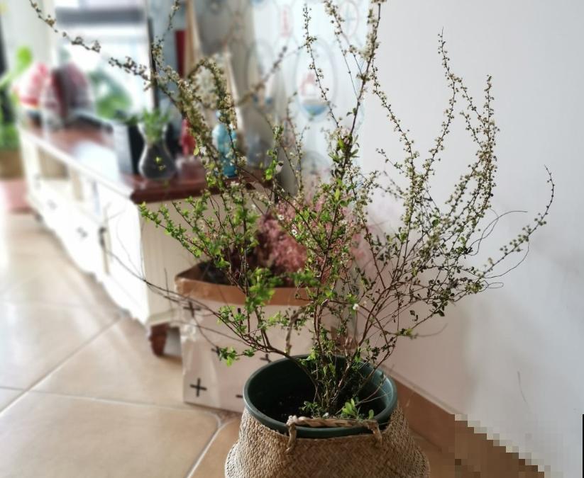 一把干枝插水里,一周开出满枝条“雪花”,颜值超高仙气飘飘 一把干枝插水里,一周开出满枝条“雪花”,颜值超高仙气飘飘