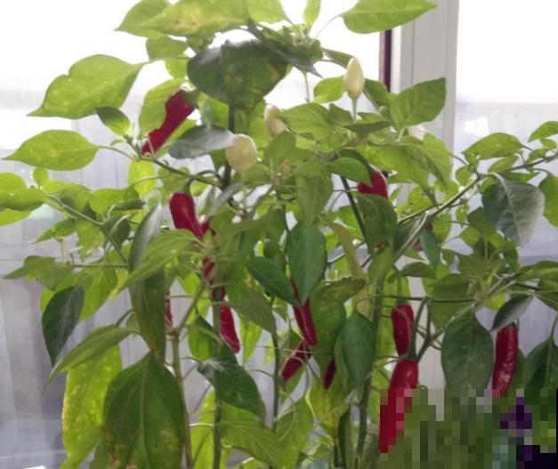 盆栽辣椒要想长得好，学会这4步，长满红辣椒