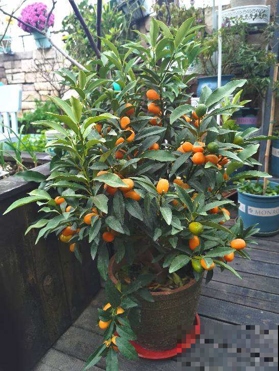 家里种棵果树，寓意好，营养高，还有多子多福好兆头