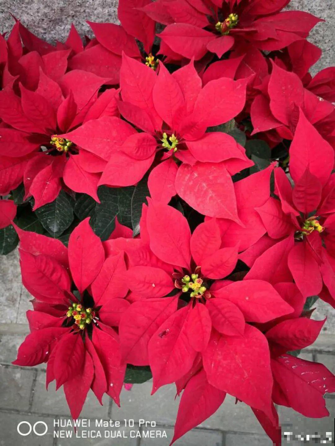 花68888元买棵桔子树，新年沾满“桔气”，来年“大吉大利”！