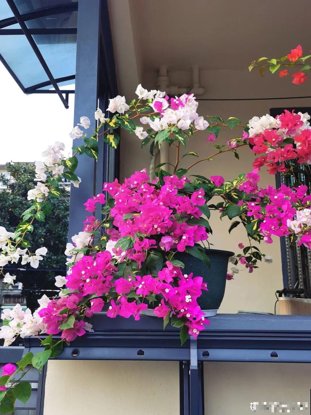 君子兰喝点油,爆花效果好,年年开出大花球 君子兰喝点油,爆花效果好,年年开出大花球