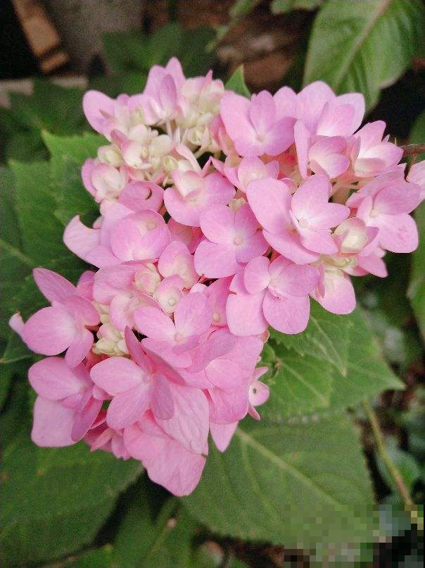 养无尽夏注意5要点，下个月就爆盆，花球比脸还大