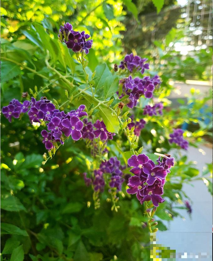 蕾丝金露花，耐热耐晒耐修剪，剪几下，变成“爆盆花”！