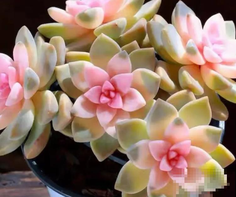 养多肉学会4要点，养出绝美老桩头，杆子比手指头还粗