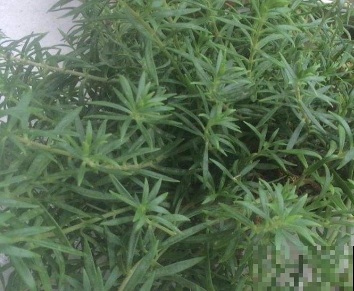 迷迭香掐个枝，插水里3天生根，好养的很