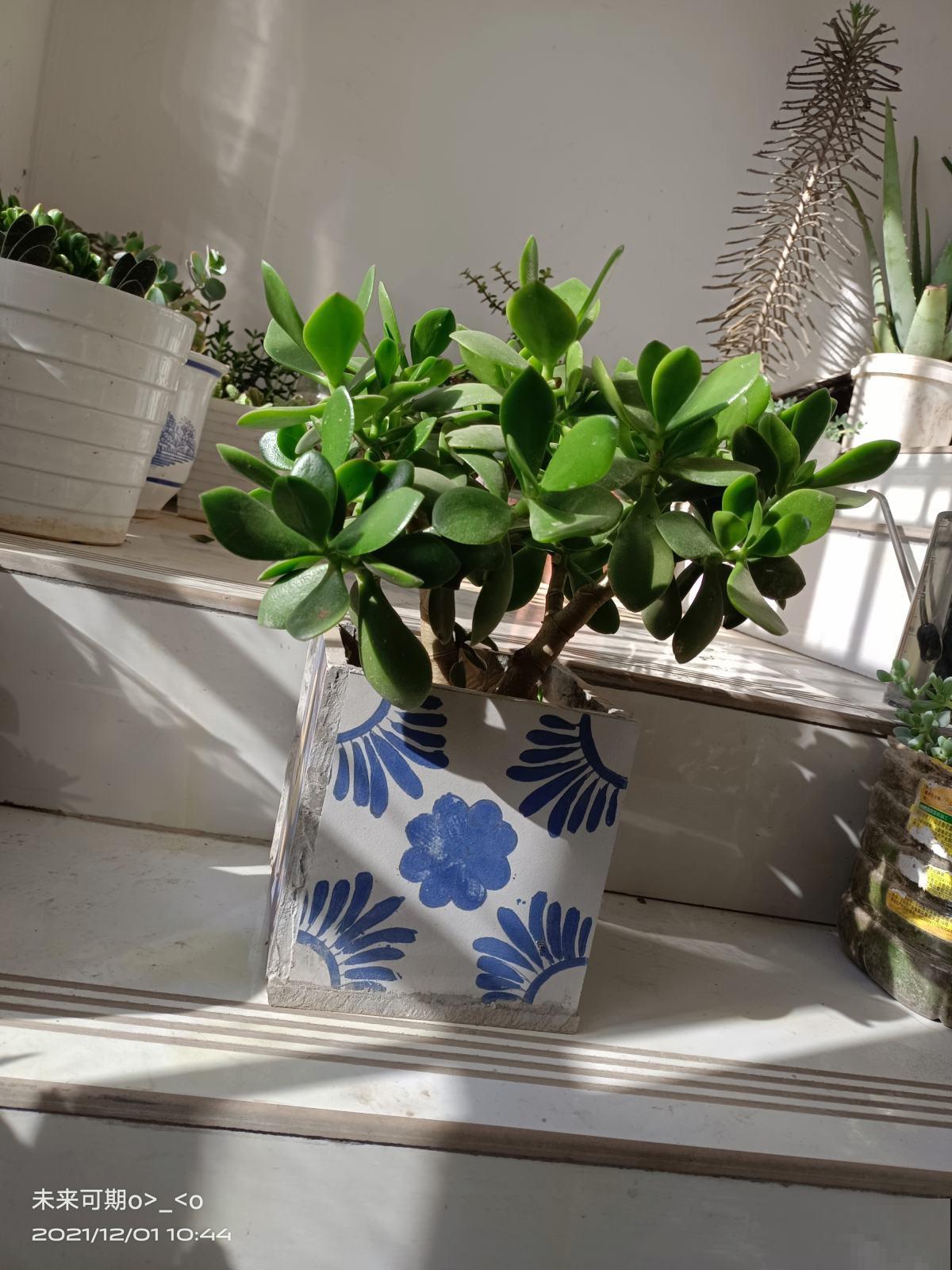 家里地方大的，可以养盆“树形多肉”，养的越大越值钱