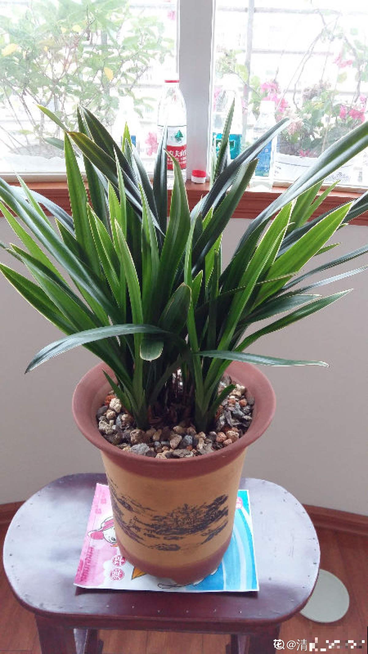 镶金边的3种花,最适合做年宵花,吉祥又富贵 镶金边的3种花,最适合做年宵花,吉祥又富贵