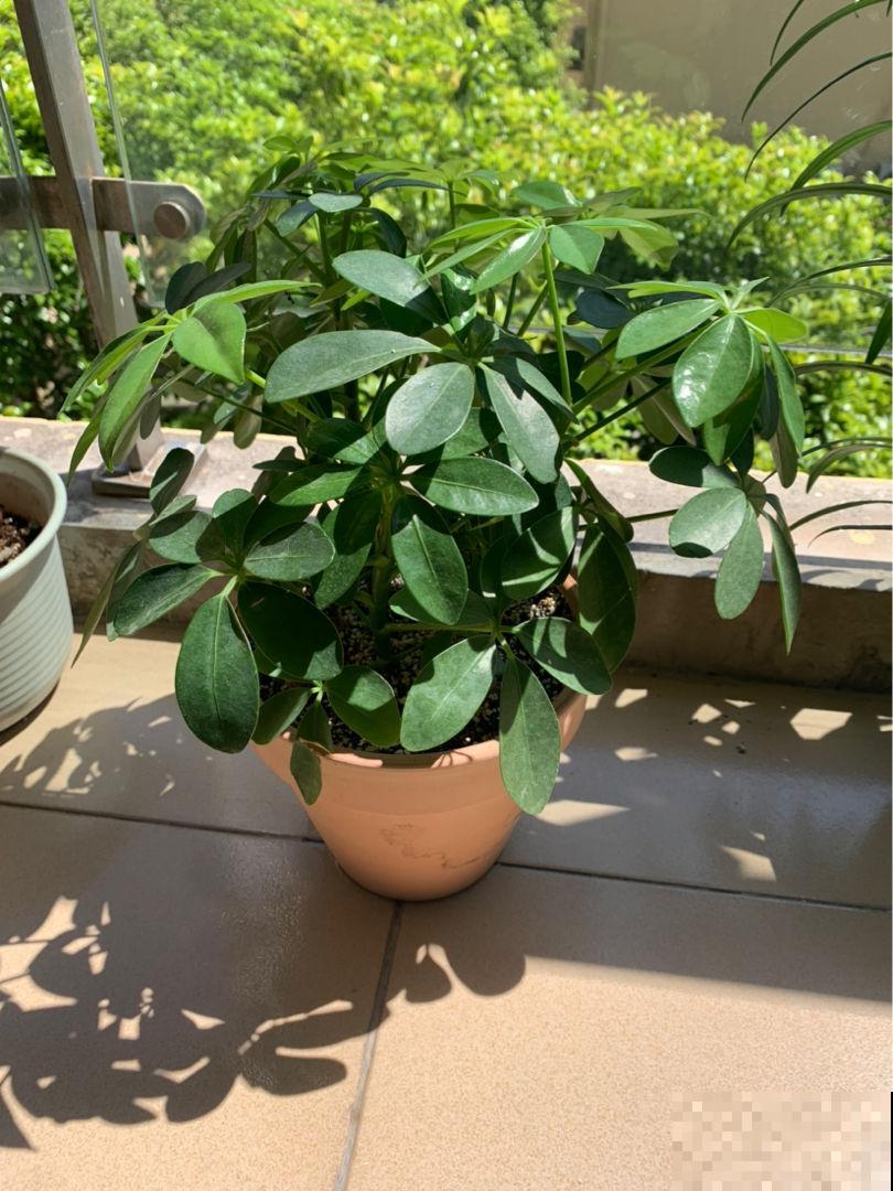 养花不能随便养，有的有害，有的反而健康