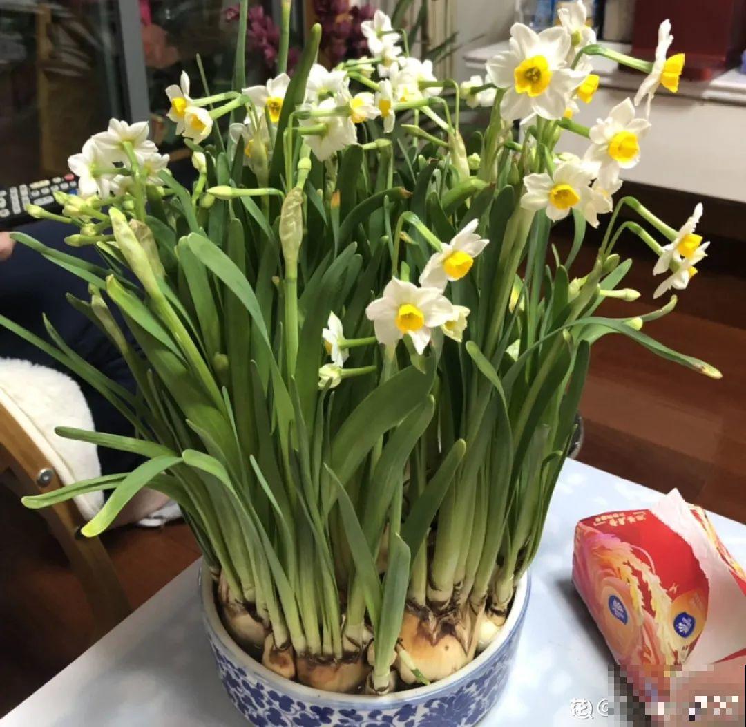 花68888元买棵桔子树，新年沾满“桔气”，来年“大吉大利”！