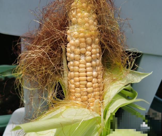 糯玉米种植技术简单，这4步学会，院子里也能种