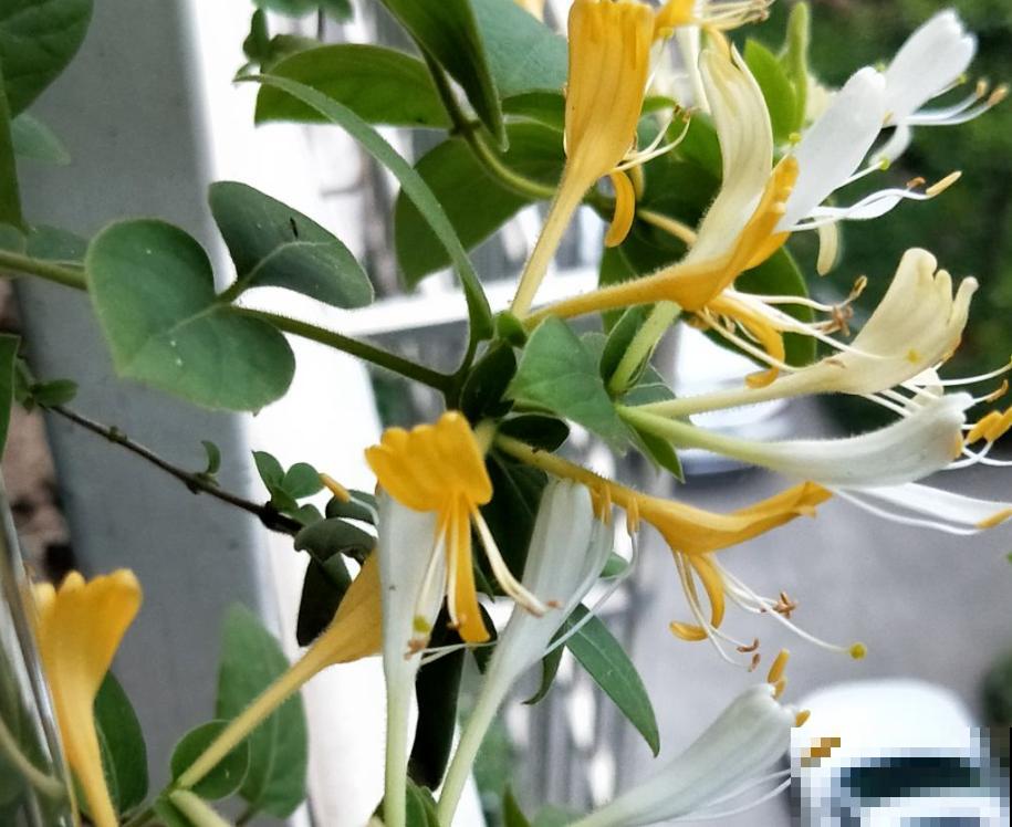 4种“女人花”,爆花容易还能吃,养出好气色 4种“女人花”,爆花容易还能吃,养出好气色