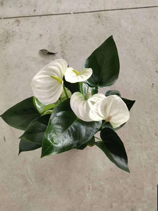 10种“荫蔽花”，家里没光也能养，光太强反而养不好