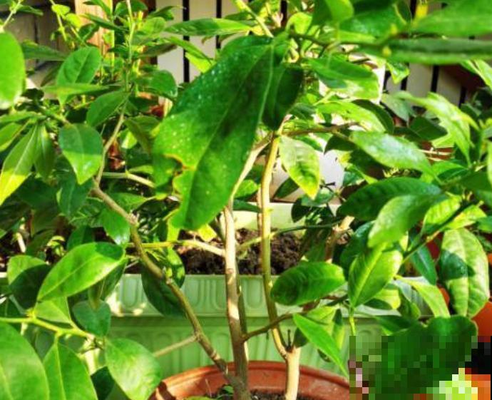 沃柑栽培很简单，学会这4步，轻松养殖