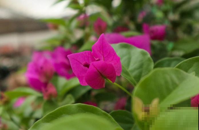 阳台党养花，可选空间太多了，小阳台也能变花海