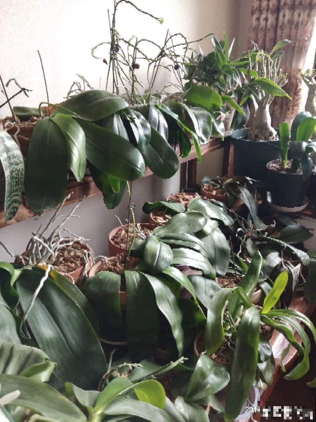 年前不敢买的“贵货花”，现在捡漏，价格低到“不可思议”