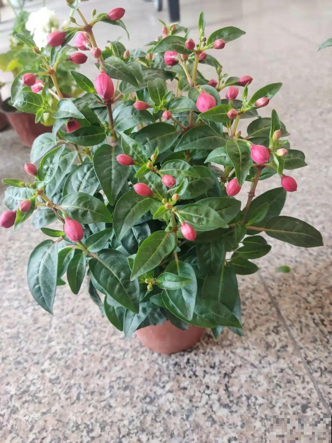 1种花春天开挂了，满盆都是小灯笼，吊起来养美翻天