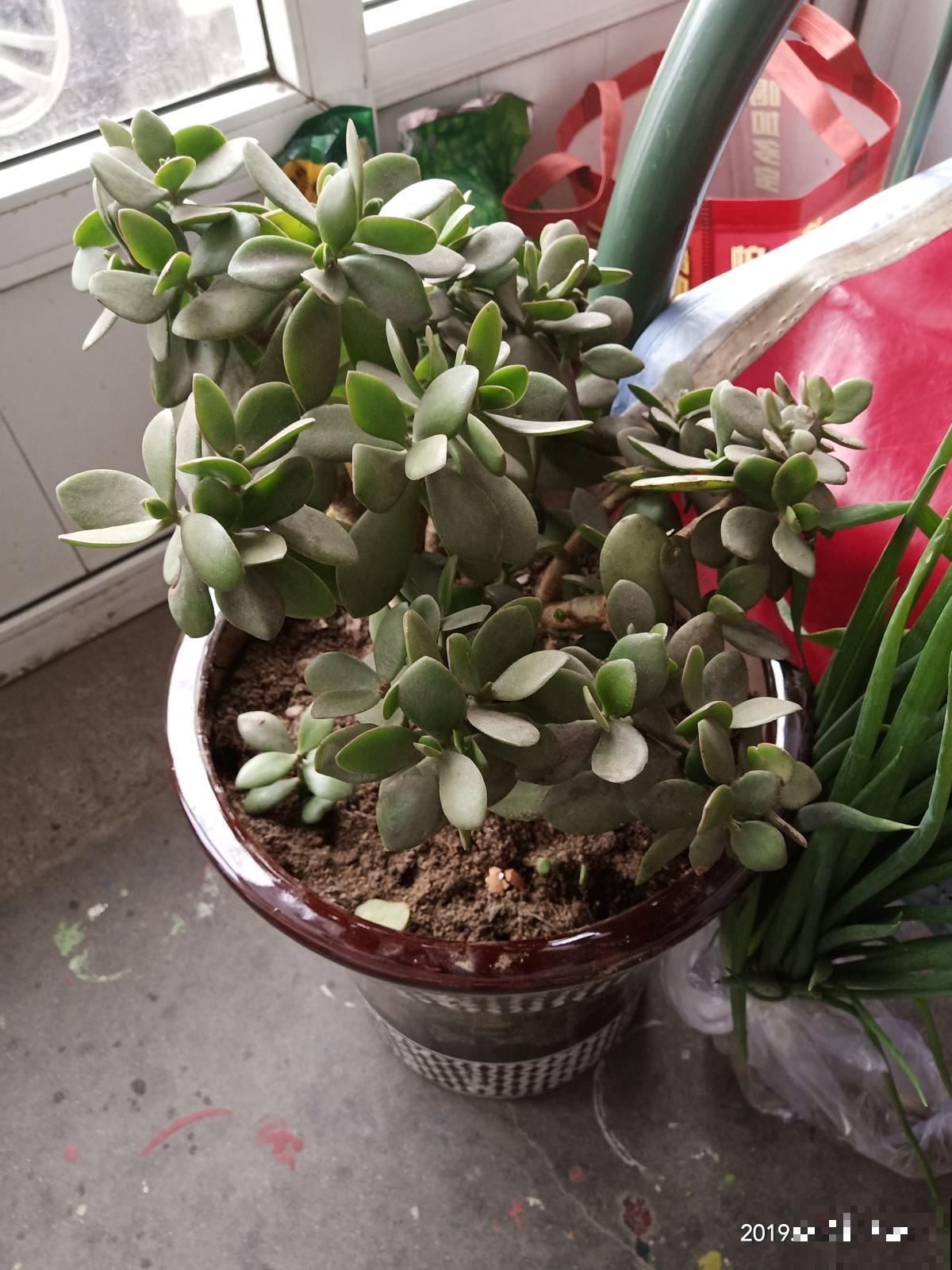 春天养玉树,需要记住4个养护技巧,简单又实用 春天养玉树,需要记住4个养护技巧,简单又实用