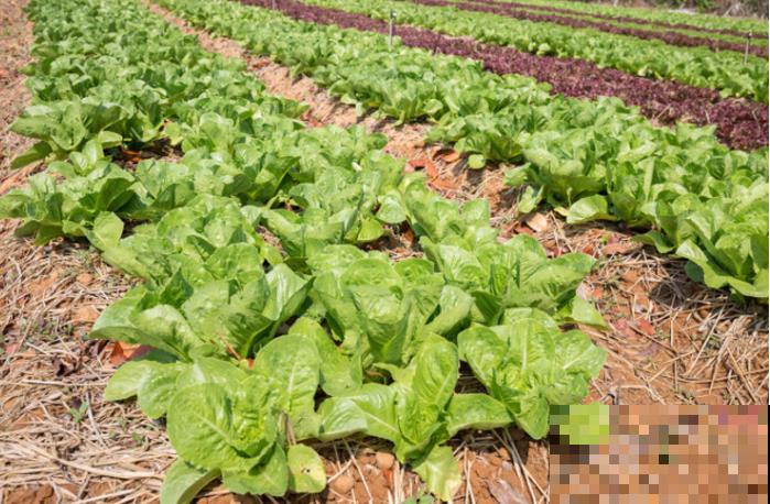 养殖白菜出现烂心，和这2点有关，及时喷药还有救