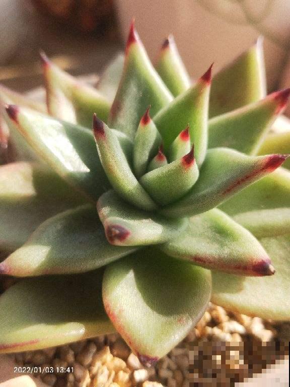 植物也爱听音乐？放放试试，会有新发现