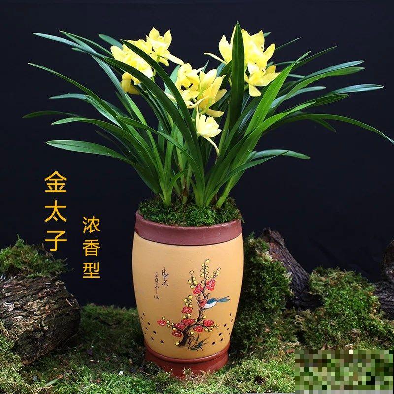 养殖兰花配土要注意，要想长势好，腐叶土树皮不能少