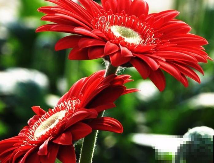 非洲菊切花养护，记住这5点，轻松延长开花时间