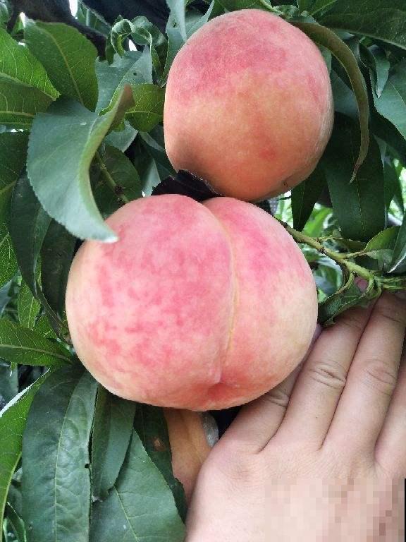 10种花有果香味，香味清新宜人，还有杀菌效果