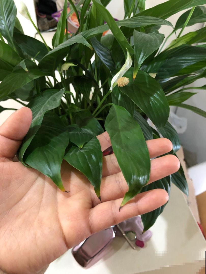 5个植物缺水信号,发现后就赶紧浇水,不然花3天就死 5个植物缺水信号,发现后就赶紧浇水,不然花3天就死